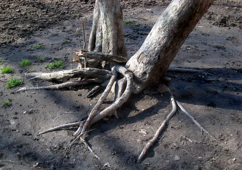 Root Removal in Appleton