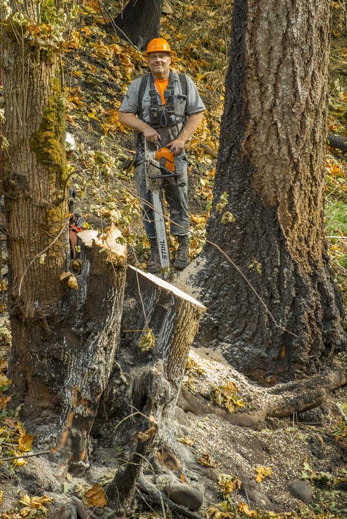 Small Tree Removal in Appleton