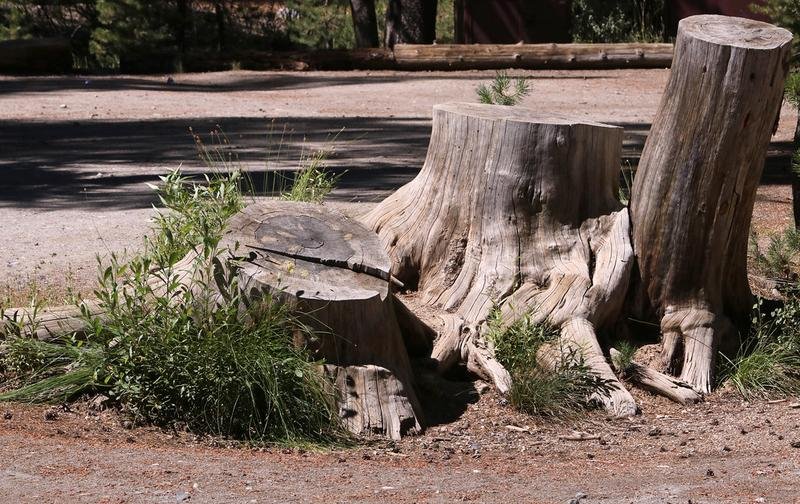 Multiple Stump Discounts in Appleton